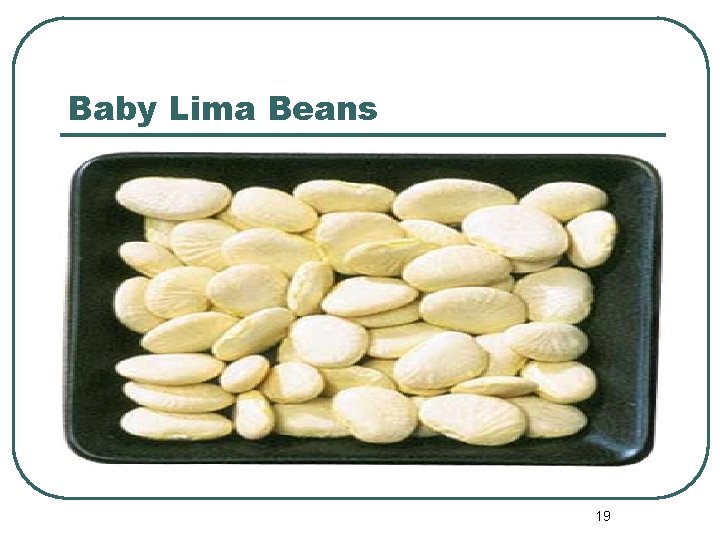 Baby Lima Beans 19 