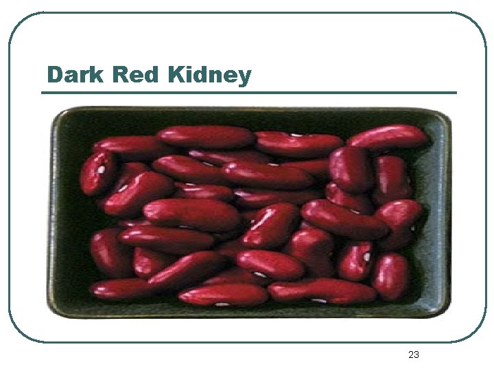 Dark Red Kidney 23 