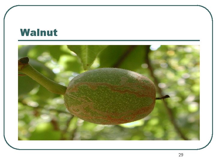 Walnut 29 