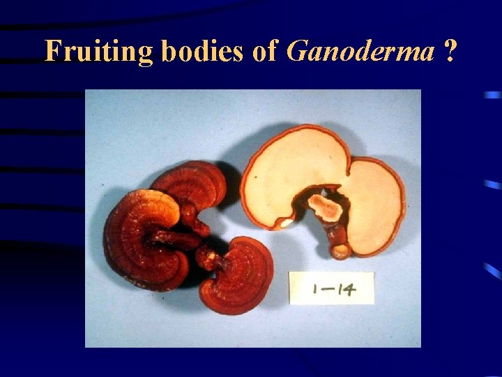 Fruiting bodies of Ganoderma ? 