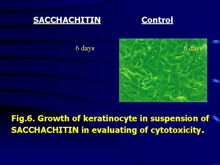 SACCHACHITIN 6 days Control 6 days Fig. 6. Growth of keratinocyte in suspension of