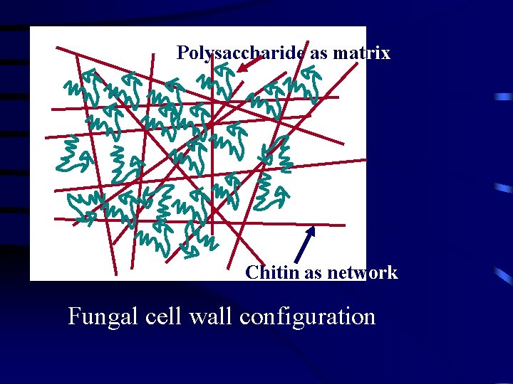 Polysaccharide as matrix Chitin as network Fungal cell wall configuration 