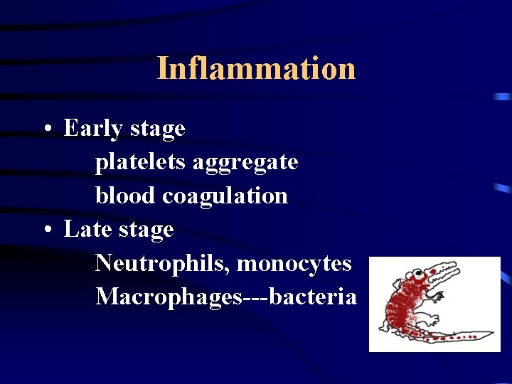 Inflammation • Early stage platelets aggregate blood coagulation • Late stage Neutrophils, monocytes Macrophages---bacteria