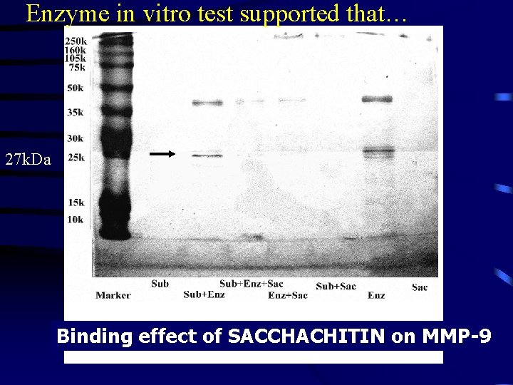Enzyme in vitro test supported that… 27 k. Da Binding effect of SACCHACHITIN on