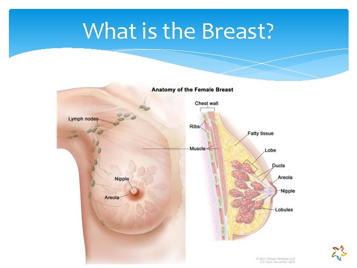 What is the Breast? 