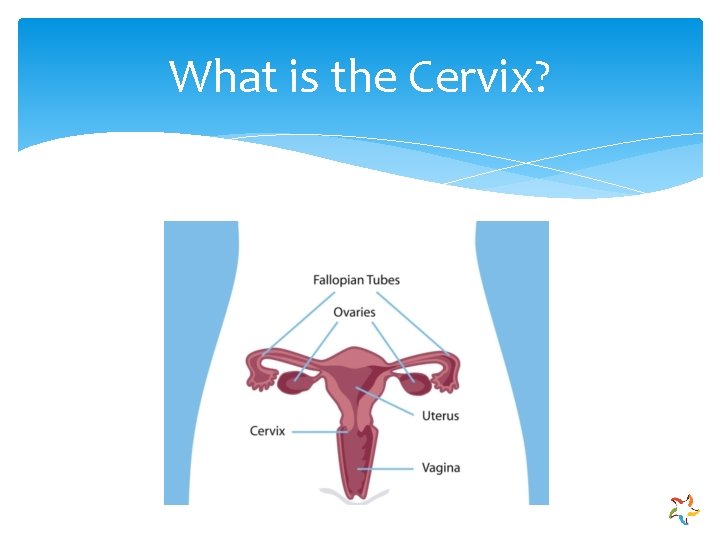 What is the Cervix? 