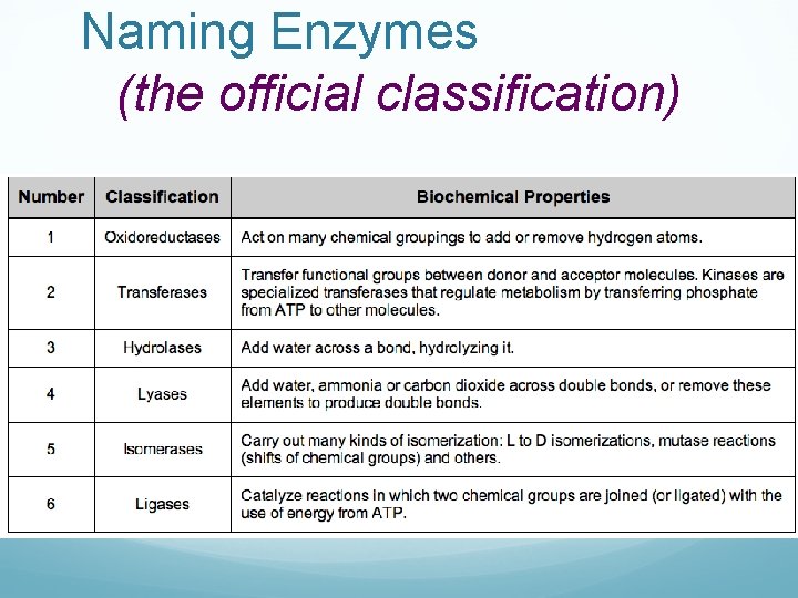 Naming Enzymes (the official classification) 