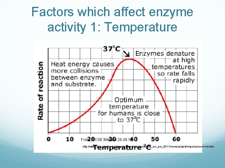 Factors which affect enzyme activity 1: Temperature From: GCSE Bitesize: 26. 08. 12 http: