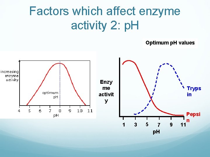 Factors which affect enzyme activity 2: p. H Optimum p. H values Enzy me