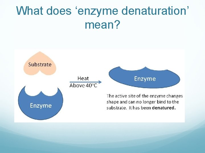 What does ‘enzyme denaturation’ mean? 