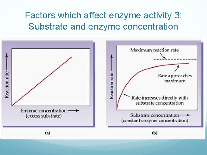 Factors which affect enzyme activity 3: Substrate and enzyme concentration From: http: //www. skinnersbiology.