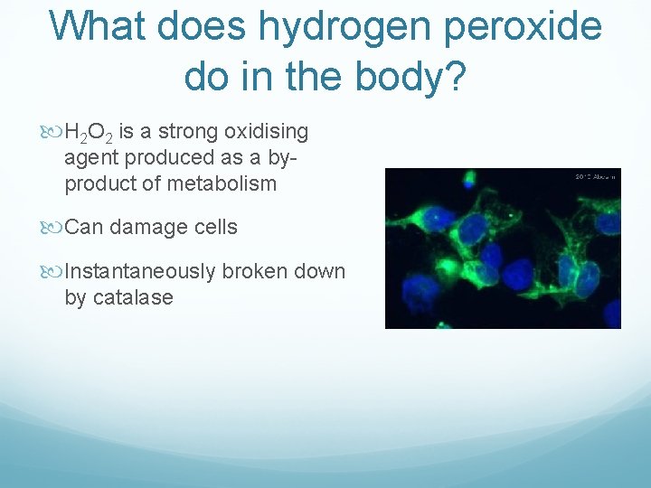 What does hydrogen peroxide do in the body? H 2 O 2 is a