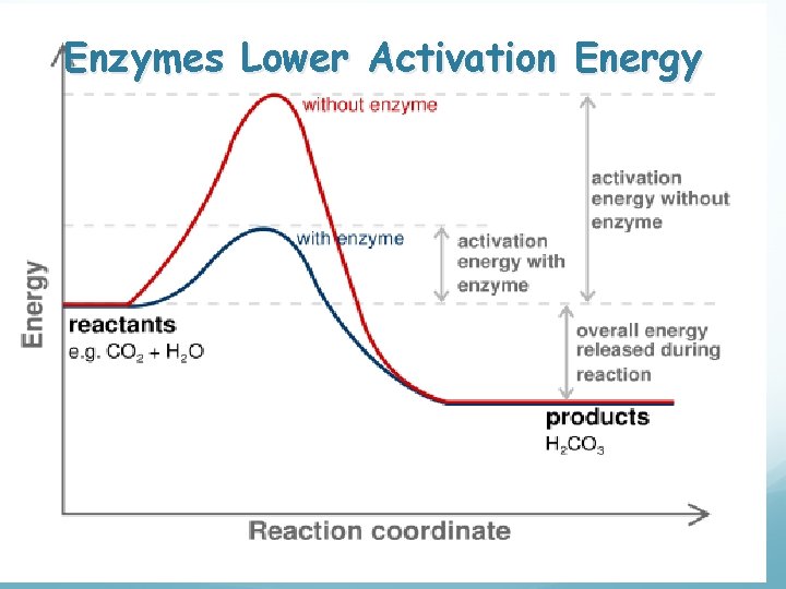 Enzymes Lower Activation Energy 