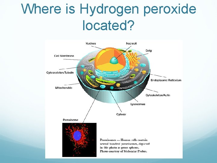 Where is Hydrogen peroxide located? 