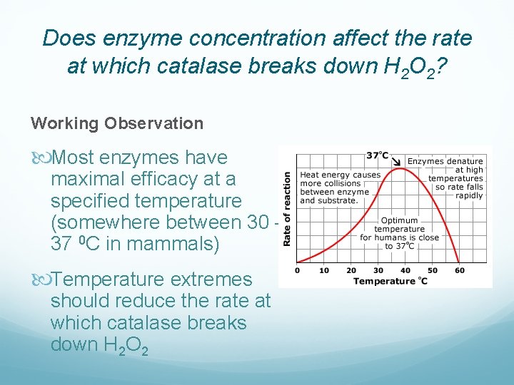 Does enzyme concentration affect the rate at which catalase breaks down H 2 O