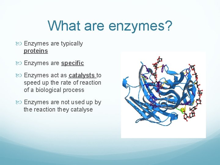 What are enzymes? Enzymes are typically proteins Enzymes are specific Enzymes act as catalysts