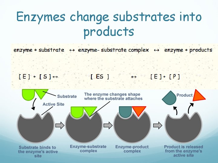 Enzymes change substrates into products 