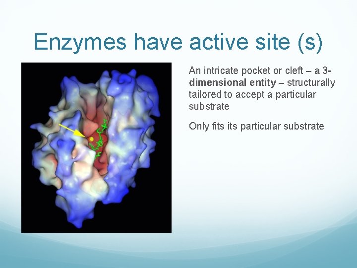 Enzymes have active site (s) An intricate pocket or cleft – a 3 dimensional