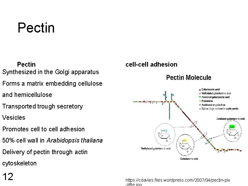 Pectin Synthesized in the Golgi apparatus cell-cell adhesion Forms a matrix embedding cellulose and