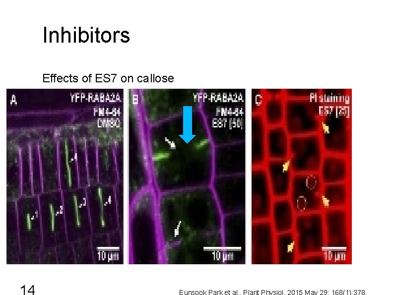 Inhibitors Effects of ES 7 on callose 