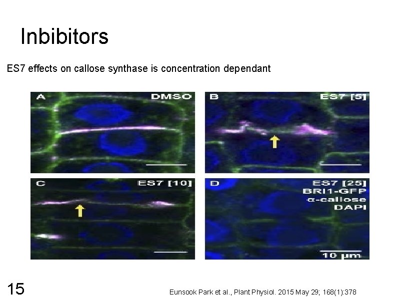 Inbibitors ES 7 effects on callose synthase is concentration dependant 15 Eunsook Park et