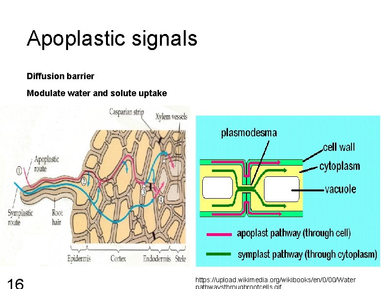Apoplastic signals Diffusion barrier Modulate water and solute uptake https: //upload. wikimedia. org/wikibooks/en/0/00/Water 