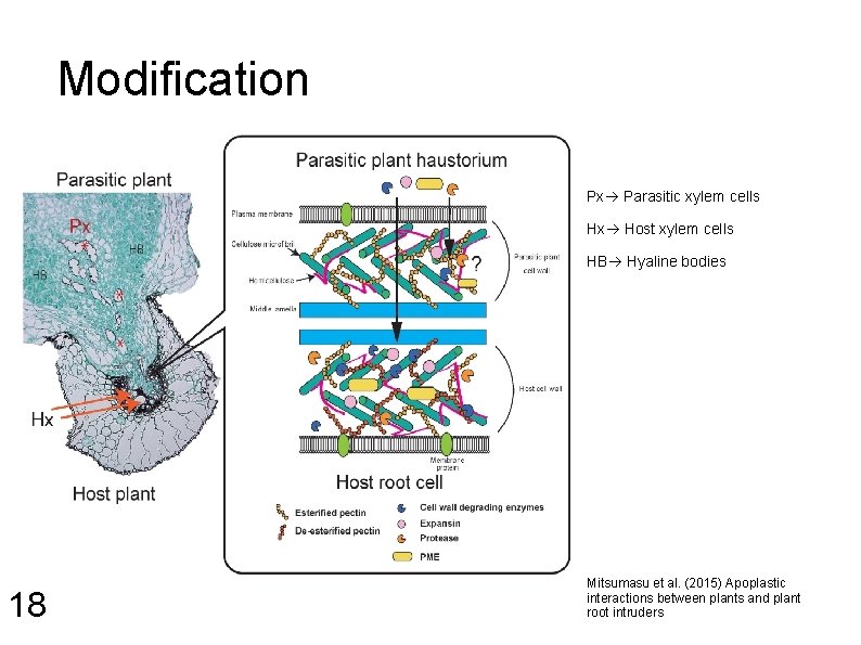 Modification Px Parasitic xylem cells Hx Host xylem cells HB Hyaline bodies 18 Mitsumasu