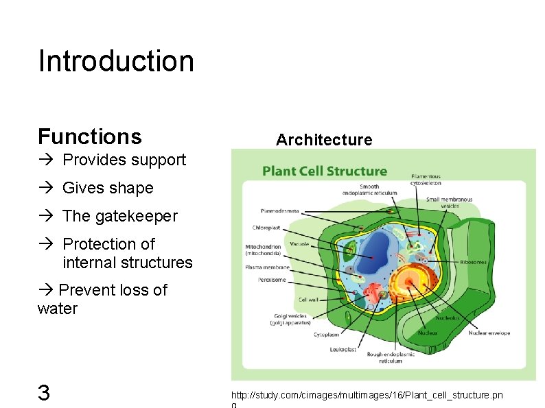Introduction Functions Architecture Provides support Gives shape The gatekeeper Protection of internal structures Prevent