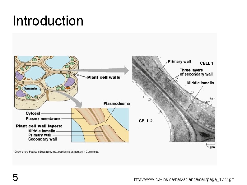 Introduction 5 http: //www. cbv. ns. ca/bec/science/cell/page_17 -2. gif 