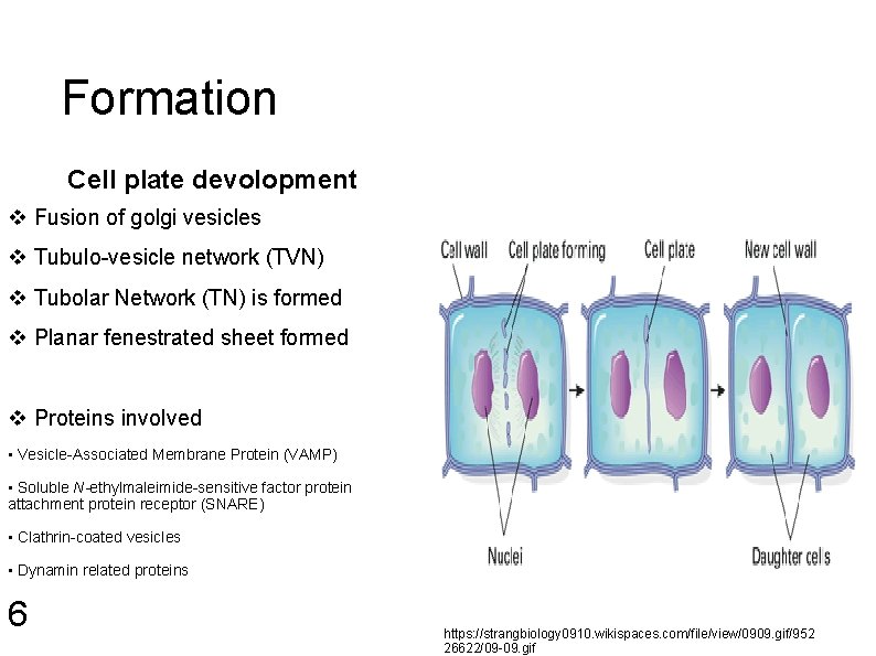 Formation Cell plate devolopment v Fusion of golgi vesicles v Tubulo-vesicle network (TVN) v