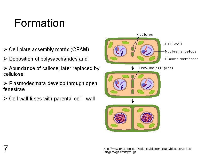 Formation Ø Cell plate assembly matrix (CPAM) Ø Deposition of polysaccharides and Ø Abundance
