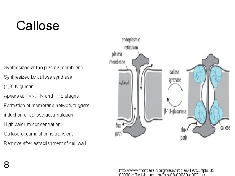 Callose Synthesized at the plasma membrane Synthesized by callose synthase (1, 3)-ß-glucan Apears at