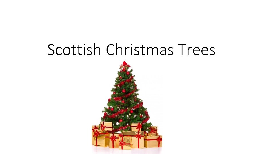 Scottish Christmas Trees 