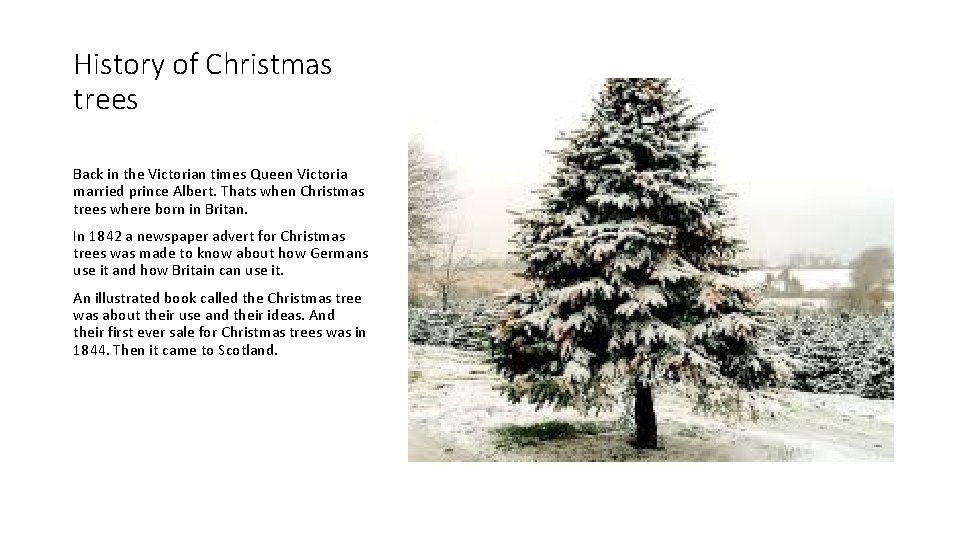 History of Christmas trees Back in the Victorian times Queen Victoria married prince Albert.