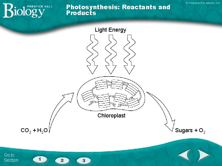 Photosynthesis: Reactants and Products Light Energy Chloroplast CO 2 + H 2 O Go