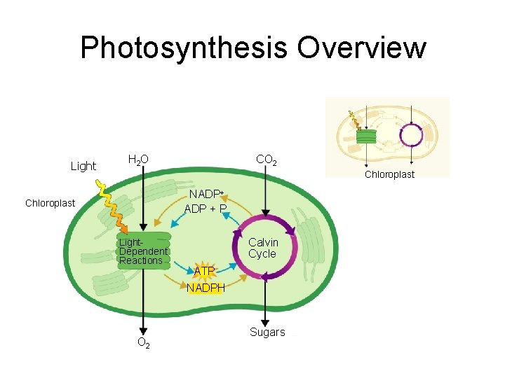Photosynthesis Overview Light H 2 O CO 2 Chloroplast NADP+ ADP + P Chloroplast