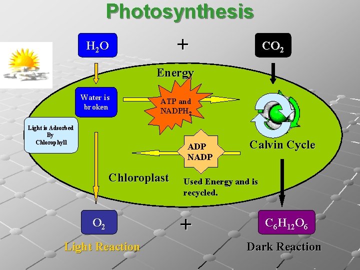 Photosynthesis + H 2 O CO 2 Energy Water is broken ATP and NADPH