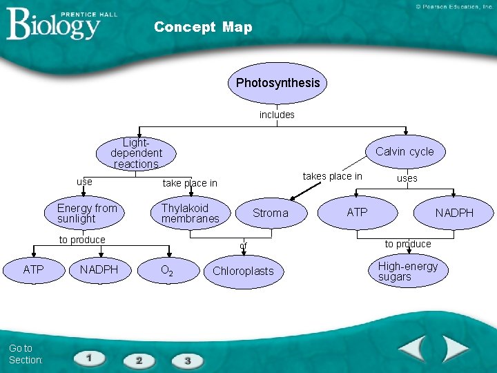 Concept Map Photosynthesis includes Lightdependent reactions Calvin cycle use take place in Energy from