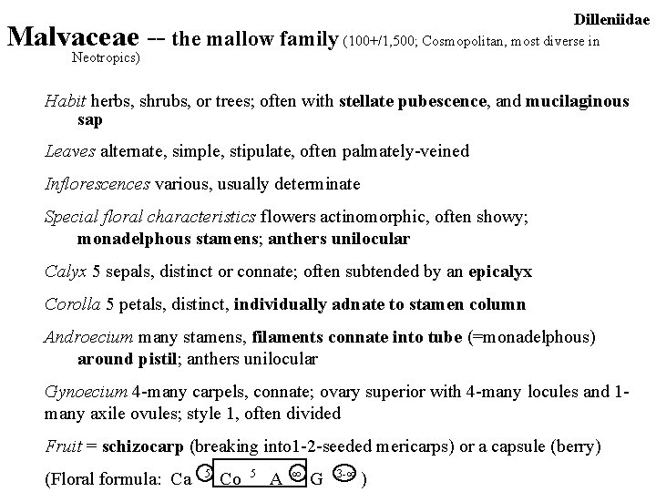 Dilleniidae Malvaceae -- the mallow family (100+/1, 500; Cosmopolitan, most diverse in Neotropics) Habit