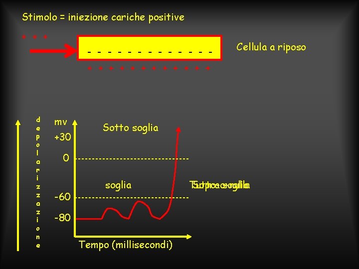 Stimolo = iniezione cariche positive + + + - - - - Cellula a