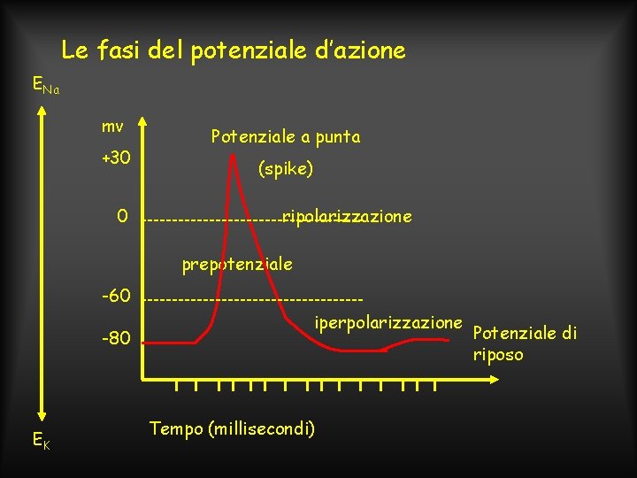 Le fasi del potenziale d’azione ENa mv +30 0 Potenziale a punta (spike) ripolarizzazione