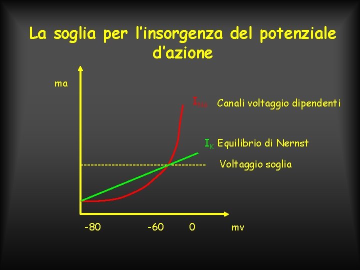 La soglia per l’insorgenza del potenziale d’azione ma INa Canali voltaggio dipendenti IK Equilibrio