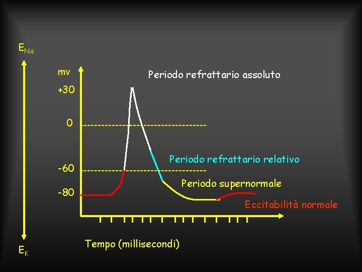 ENa mv Periodo refrattario assoluto +30 0 -60 Periodo refrattario relativo Periodo supernormale -80