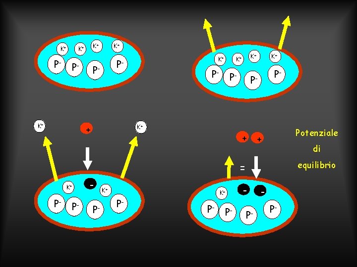 K+ P- K+ K+ K+ P- P- + Potenziale + di equilibrio = K+