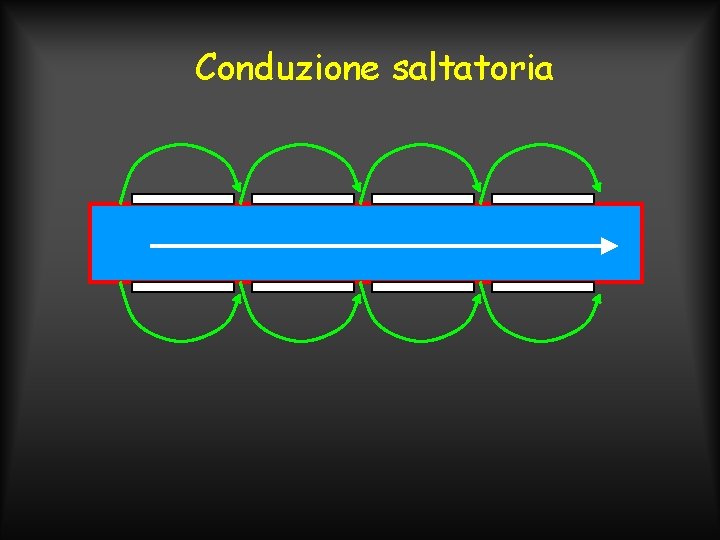 Conduzione saltatoria 