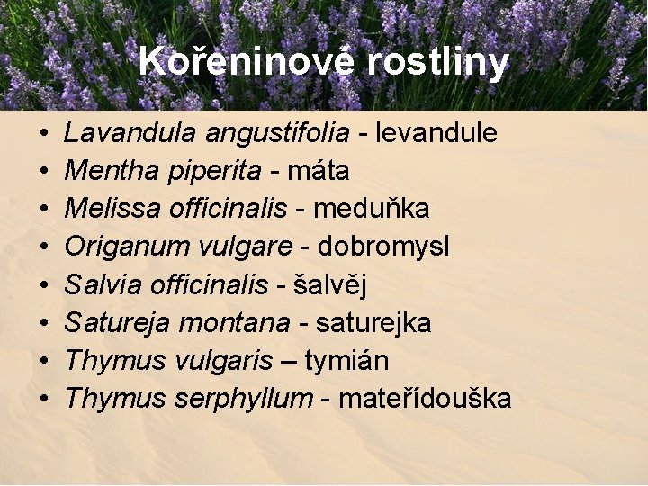 Kořeninové rostliny • • Lavandula angustifolia - levandule Mentha piperita - máta Melissa officinalis