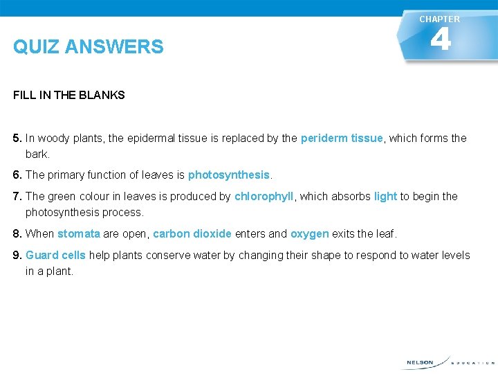 CHAPTER QUIZ ANSWERS 4 FILL IN THE BLANKS 5. In woody plants, the epidermal