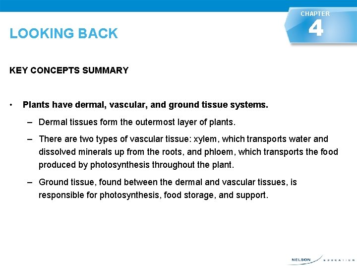 CHAPTER 4 LOOKING BACK KEY CONCEPTS SUMMARY • LOOKING BACK Plants have dermal, vascular,