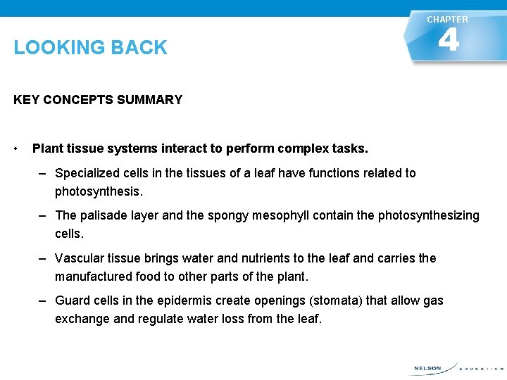 CHAPTER 4 LOOKING BACK KEY CONCEPTS SUMMARY • LOOKING BACK Plant tissue systems interact