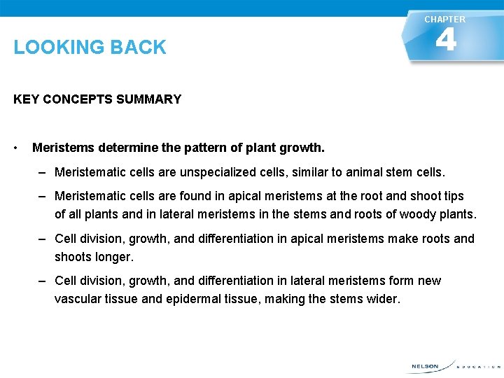 CHAPTER LOOKING BACK KEY CONCEPTS SUMMARY • 4 LOOKING BACK Meristems determine the pattern